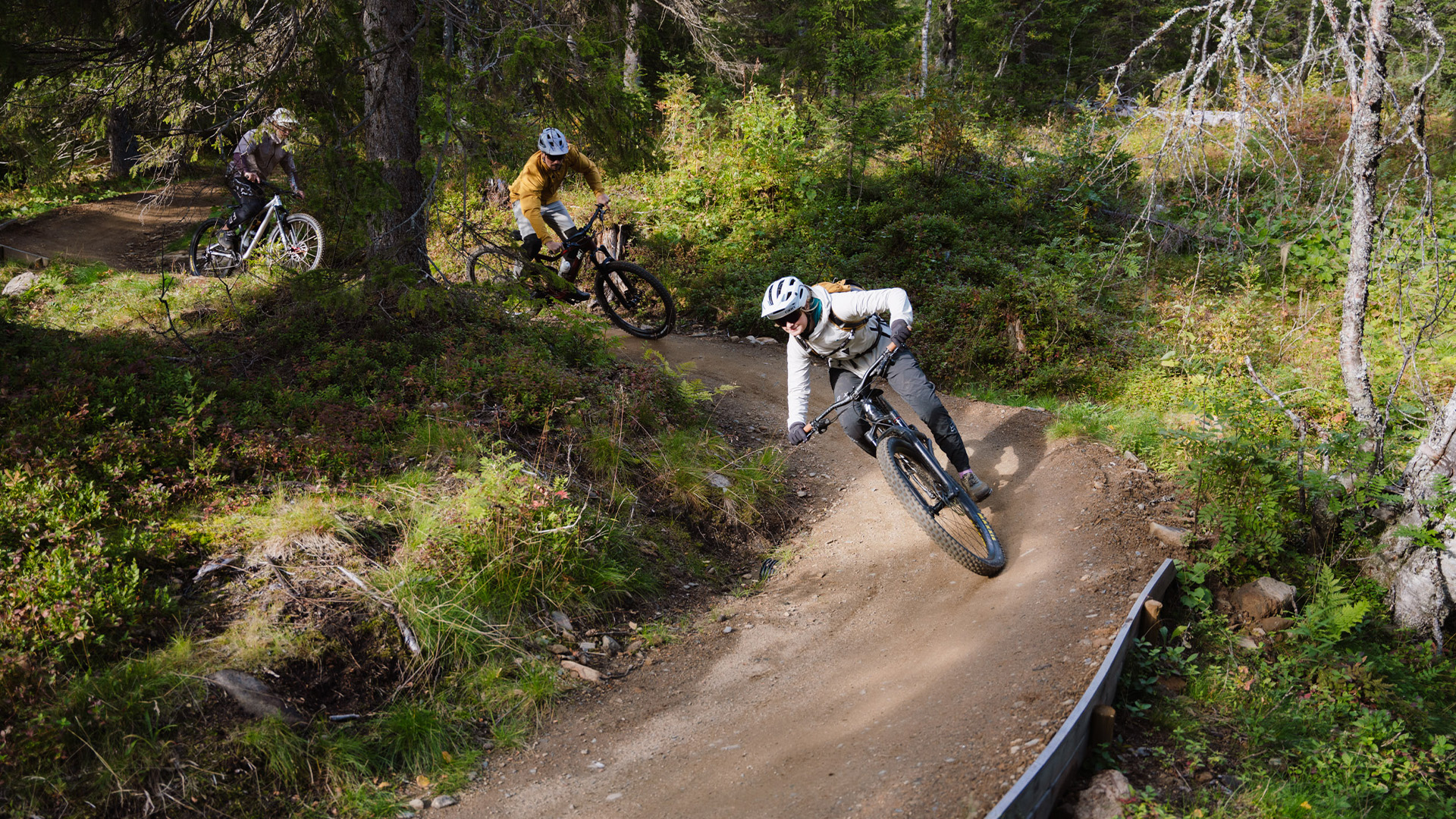 Tre cyklister åker mountainbike på en kurvig skogsstig omgiven av tät vegetation