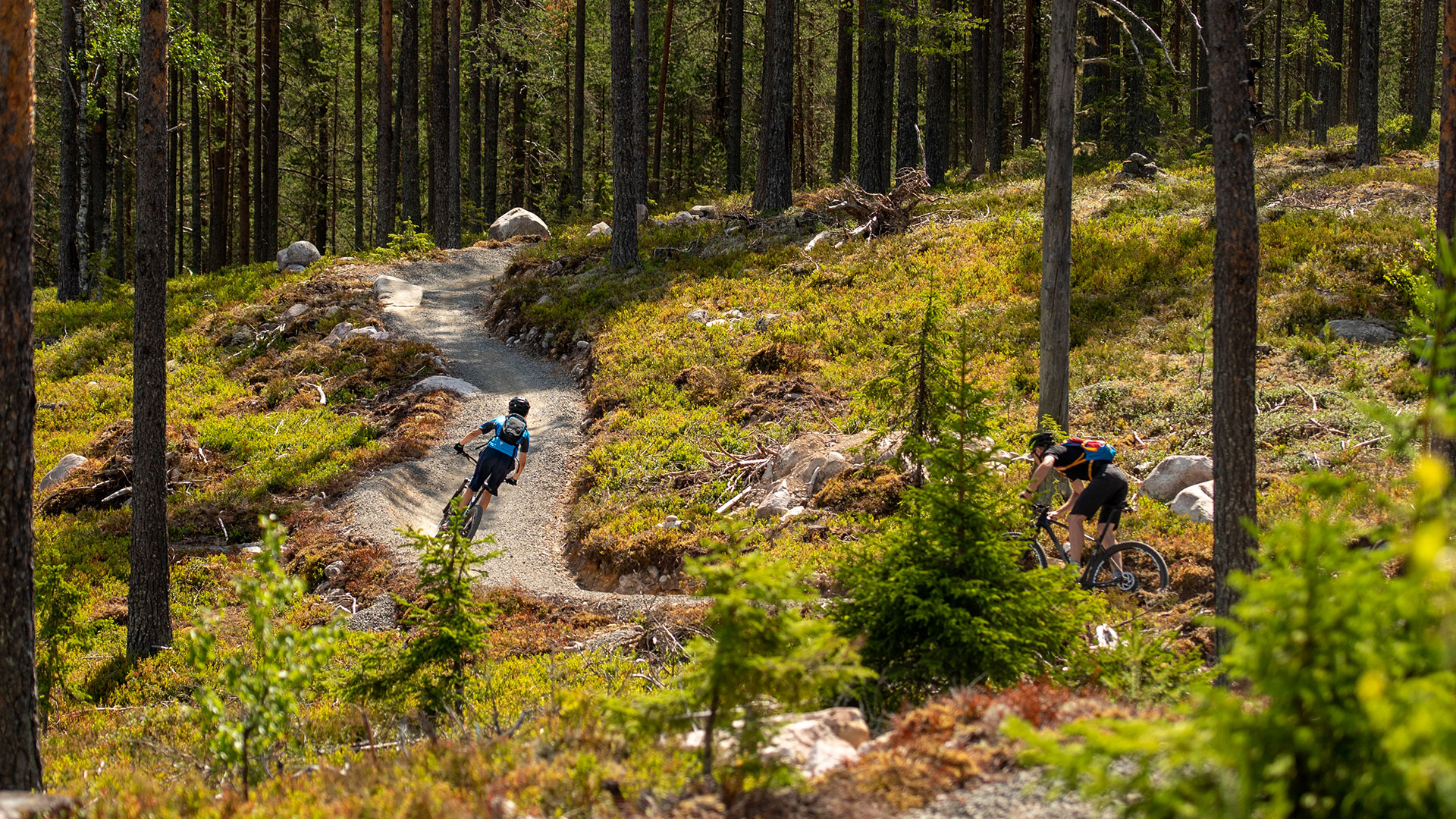 Två cyklister åker mountainbike på en stig genom en grönskande skog på sommaren