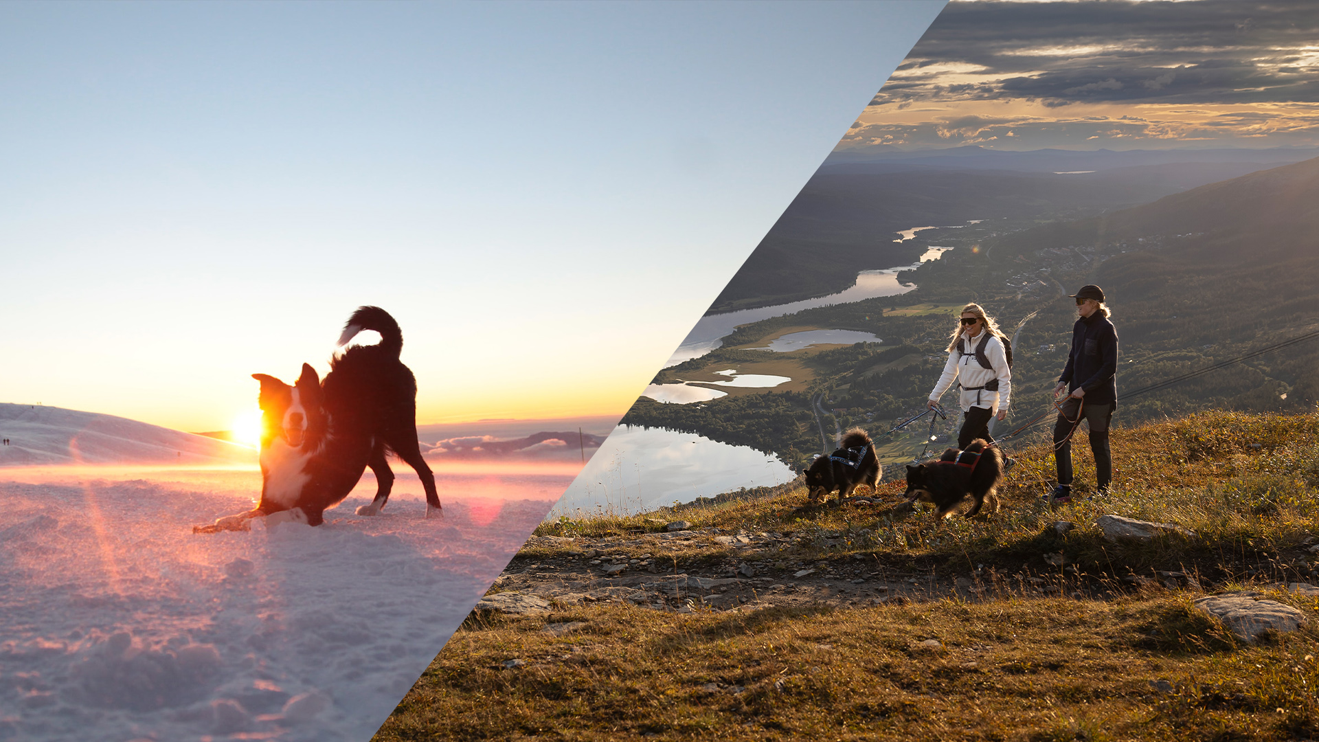 Husdjur i fjällen både vinter och sommar