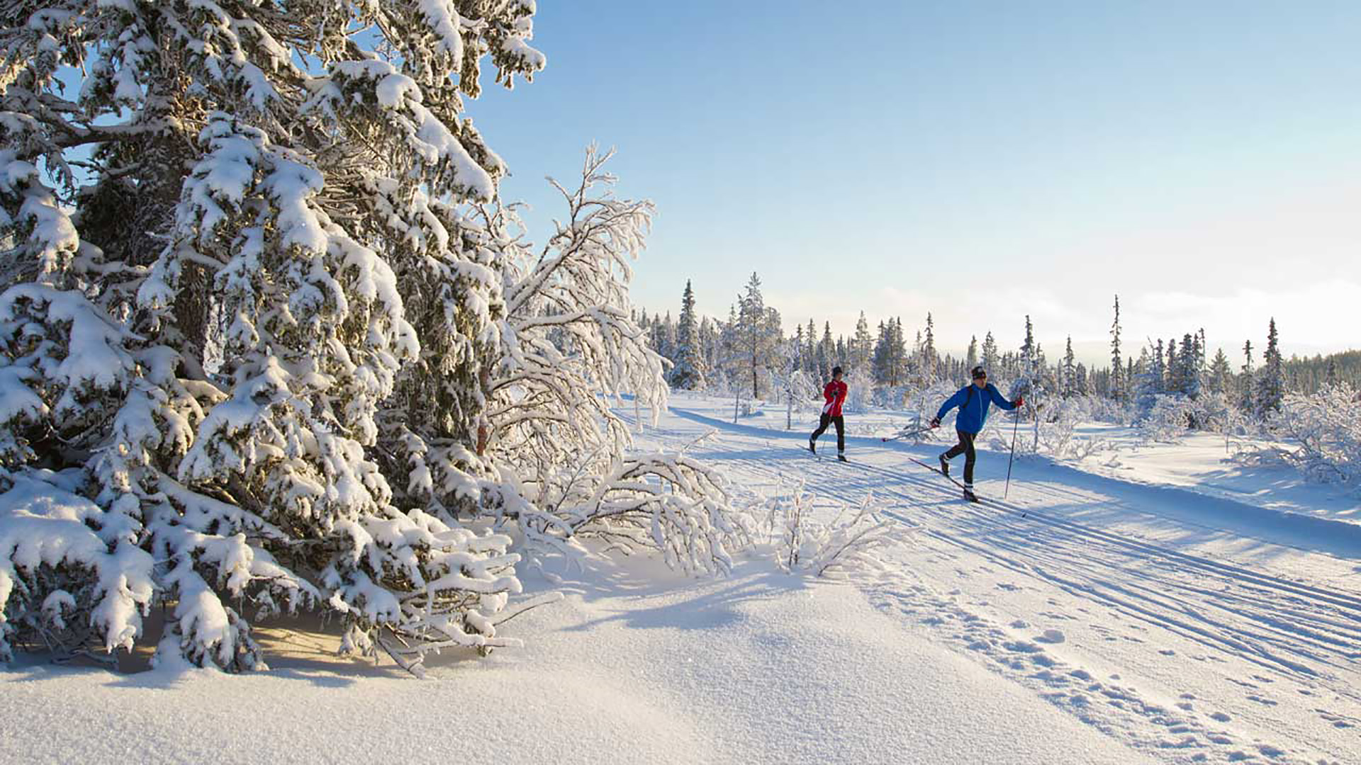 Två personer åker längdskidor i ett snöigt landskap med frostiga träd under en klarblå himmel